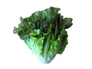 Thumbnail Lettuce Stock Photo - Royalty Free Image Thumbnail Lettuce Stock Photo - Royalty Free Image