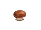 Thumbnail Mushroom Stock Photo - Royalty Free Image Thumbnail Mushroom Stock Photo - Royalty Free Image