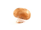 Thumbnail Mushroom Stock Photo - Royalty Free Image Thumbnail Mushroom Stock Photo - Royalty Free Image