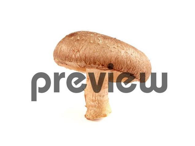 Product picture Shiitake Mushroom Stock Photo - Royalty Free Image